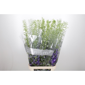 Delphinium El Purple Arrow