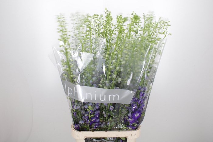 <h4>Delphinium El Purple Arrow</h4>