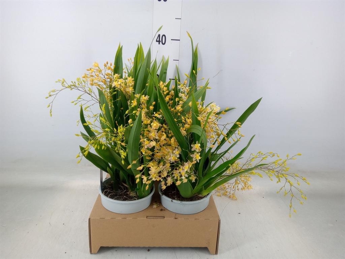 <h4>Orchideeen   ...</h4>