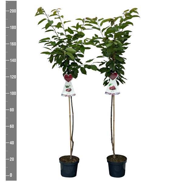 <h4>Prunus avium halfstam MIX</h4>