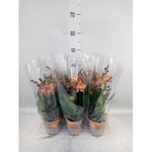 Phalaenopsis multi. 'Ant Las Vegas'