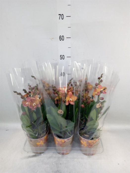 <h4>Phalaenopsis multi. 'Ant Las Vegas'</h4>