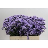 Limonium sinuatum Donau Birds