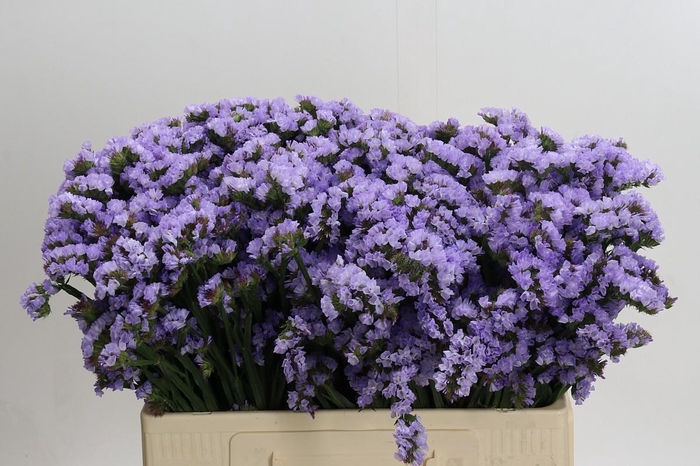 <h4>Limonium Donau Birds</h4>