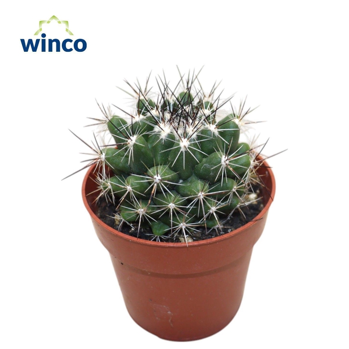 <h4>Thelocactus Garciae</h4>