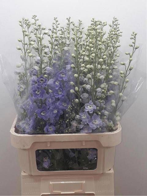 <h4>DELPH DU DELP MISTY</h4>