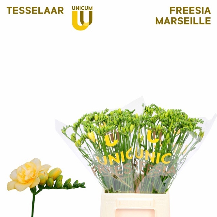 <h4>Freesia du Marseille</h4>