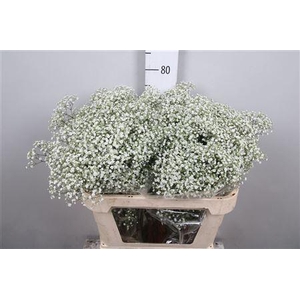 Gypsophila panic. 'Million Stars'