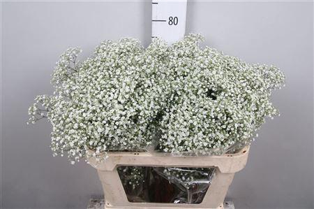 <h4>Gypsophila panic. 'Million Stars'</h4>