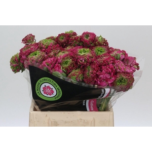 Ranunculus Pon Pon Fanny Extra