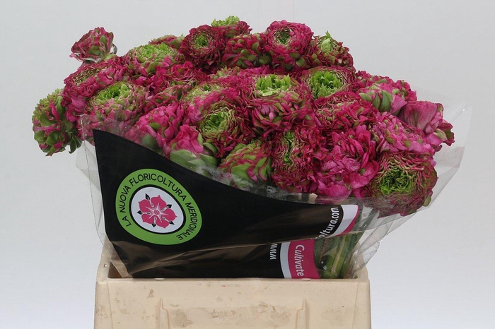 <h4>Ranunculus Pon Pon Fanny Extra</h4>