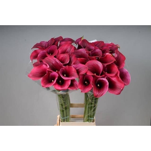 Calla Captain Promise Kallaland