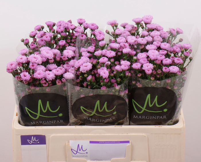 <h4>Ast Double Da Pink</h4>