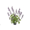 Salvia overig