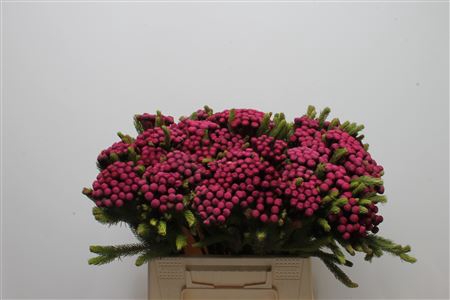 <h4>Kaaps Brunia Albiflora M Burgundy</h4>