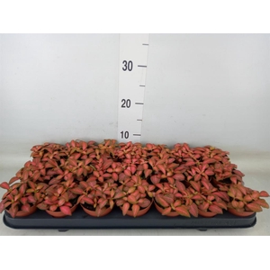 Fittonia verschaf. 'Forest Flame'