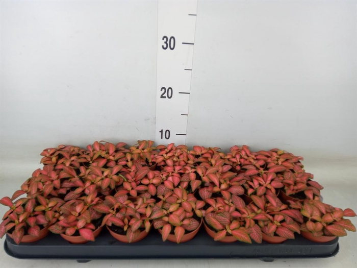 <h4>Fittonia verschaf. 'Forest Flame'</h4>