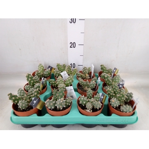 Cactus   ...