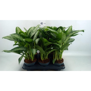 Aglaonema KB 'Jubilee'
