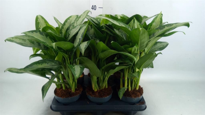 <h4>Aglaonema KB 'Jubilee'</h4>
