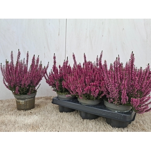 CALLU BL RENATE