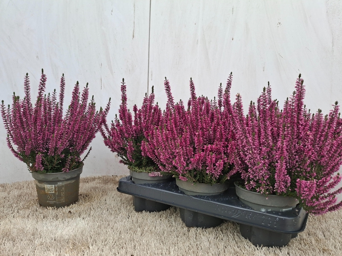 <h4>CALLU BL RENATE</h4>