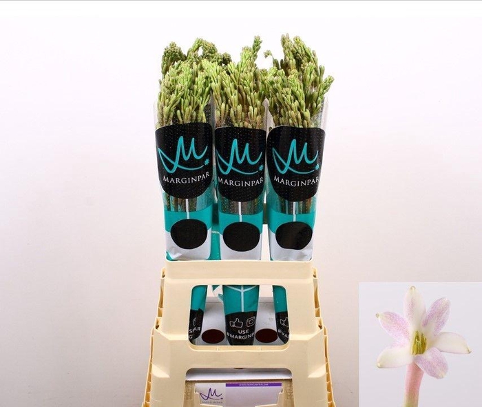 <h4>Poliant Tu Elsa Blus</h4>