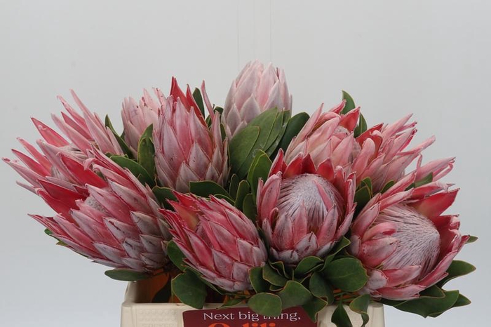 <h4>Protea Cynaroides</h4>