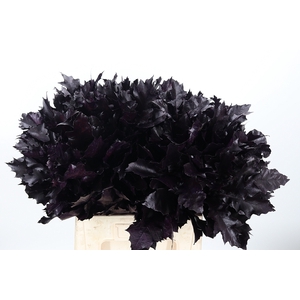 Quercus Kl Bh Aubergine