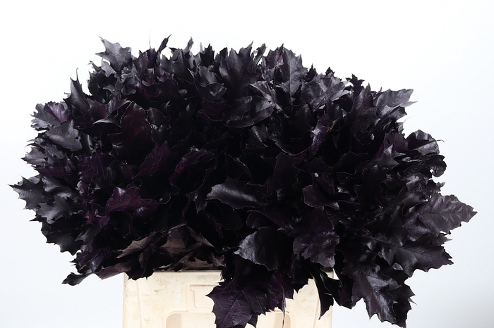 <h4>Quercus Kl Bh Aubergine</h4>