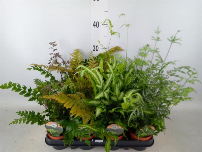 <h4>Ferns ...mix</h4>