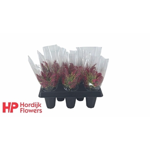 Gloriosa Rothschildiana