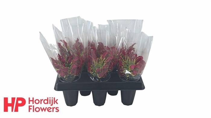 <h4>Gloriosa Rothschildiana</h4>