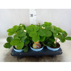 Fragaria   ...