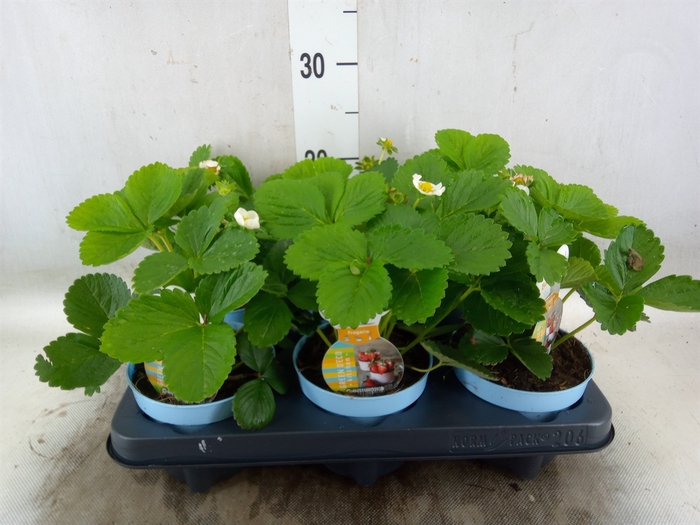 <h4>Fragaria   ...</h4>