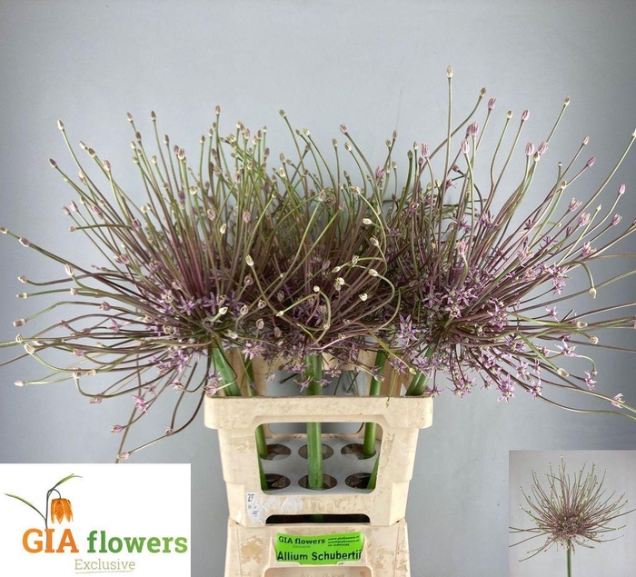 <h4>Allium Schubertii</h4>