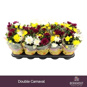 Chrysanthemum Indicum Grp gemengd per pot