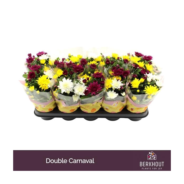 <h4>Chrysant Carnaval Double</h4>