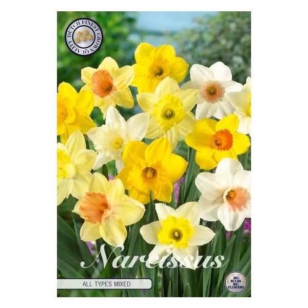 <h4>Narcissus All Types Mixed x6 14/16</h4>