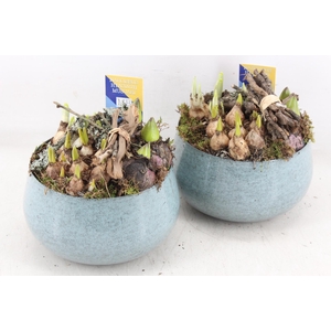 arr4 Bollenmix MB - Zink bolpot l.blauw 285/6