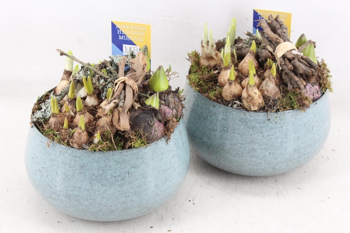 <h4>arr4 Bollenmix MB - Zink bolpot l.blauw 285/6</h4>