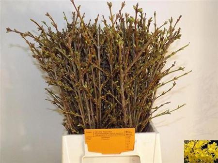 <h4>Forsy I Spectabilis</h4>