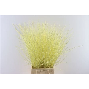 Berk 70cm Cream Bunch