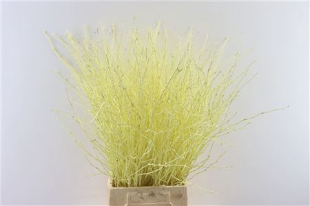 <h4>Berk 70cm Cream Bunch</h4>