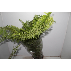 SAMAMBAIA RABO DE PEIXE C21