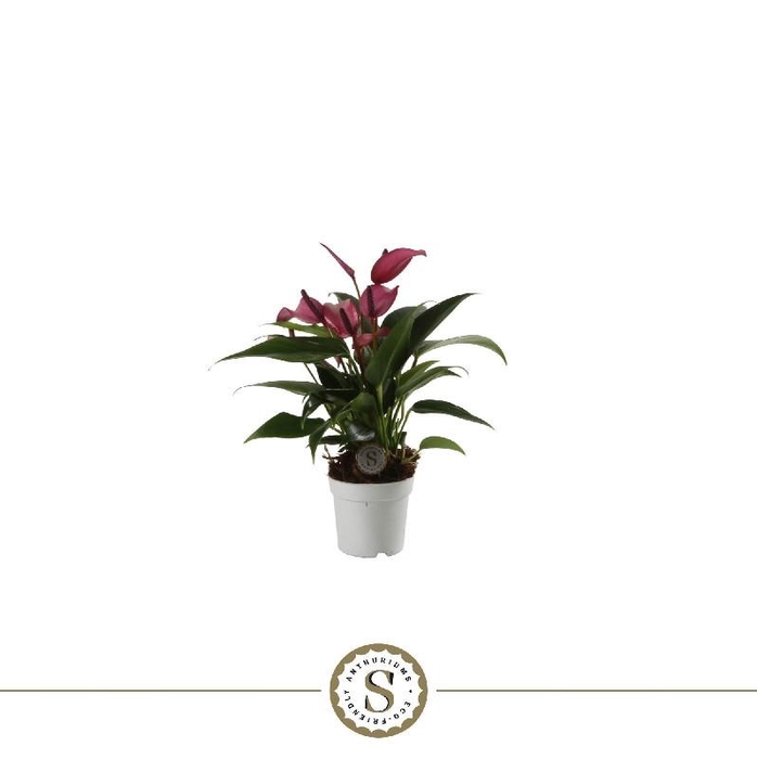 <h4>Anthurium Andreanum paars Zizou</h4>