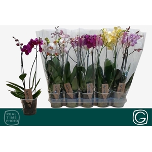 PHAL MF GEM 4 KL