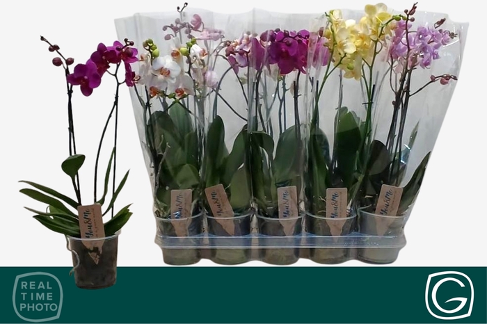 <h4>PHAL MF GEM 4 KL</h4>