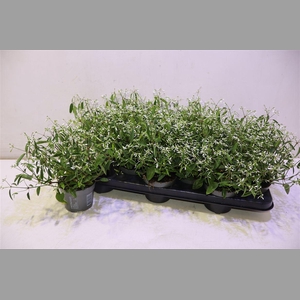 Euph Loreen Comp Whi