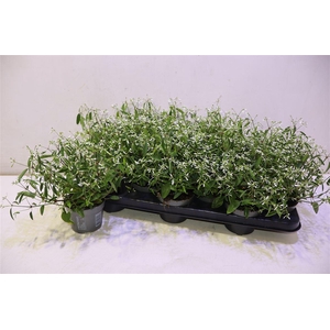 Euph Loreen Comp Whi